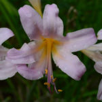 Flower Front Yard